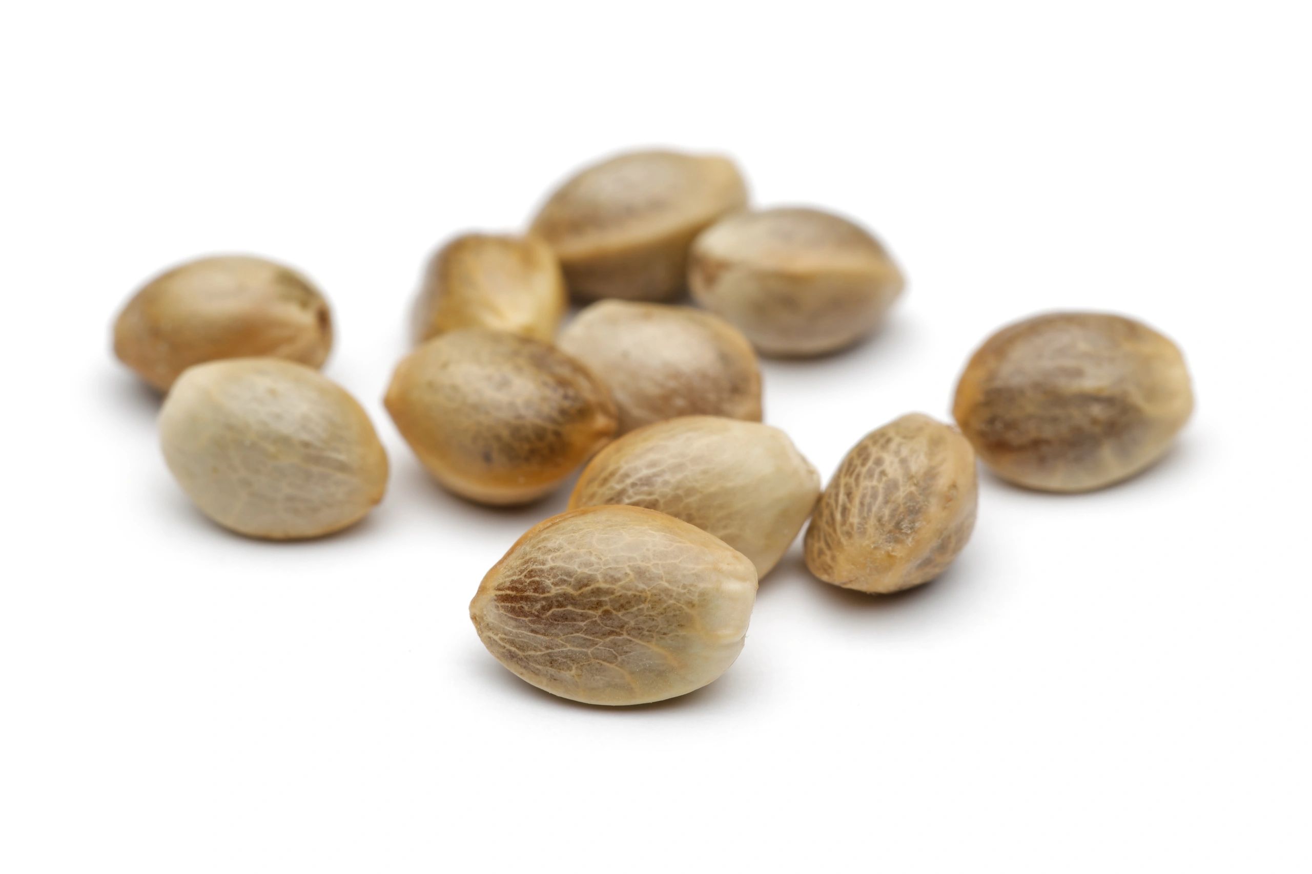Hemp seeds representing marketplace seed selection