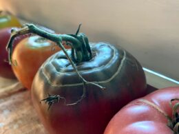 Tomato with Radial Cracking on Window Sill