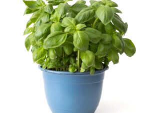 Fresh basil in pot isolated against white background