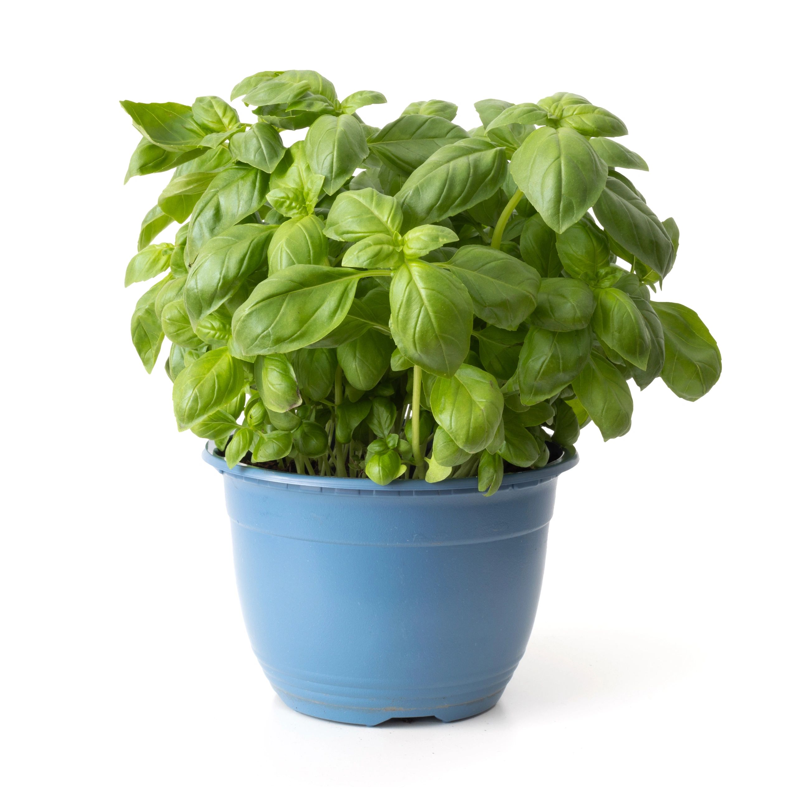 Fresh basil in pot isolated against white background