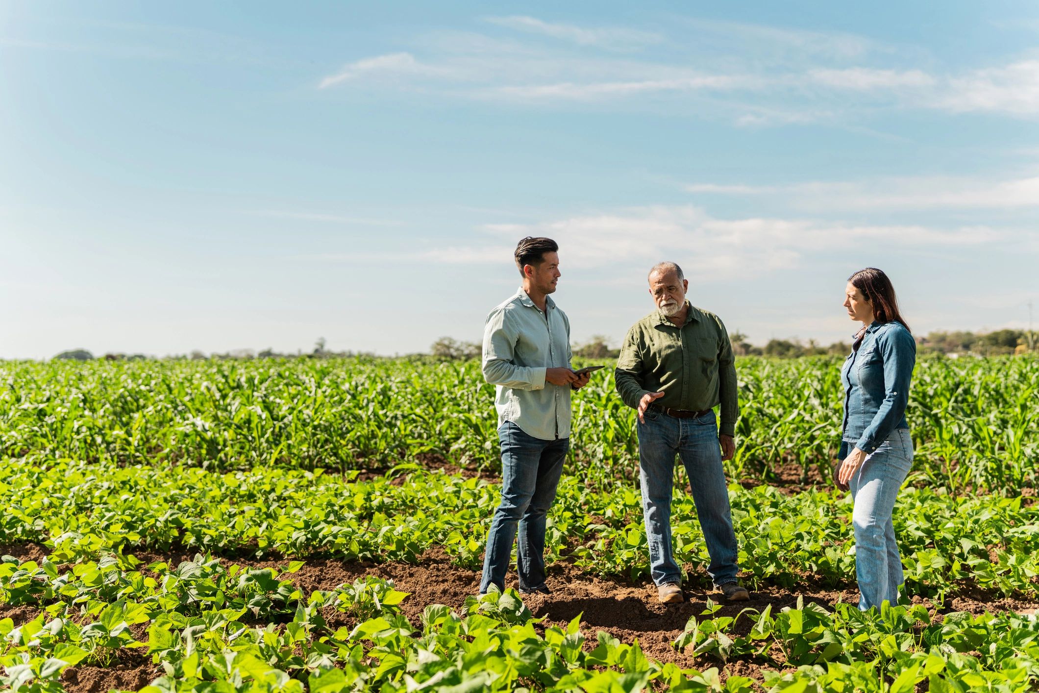 Cultivation professionals collaborating in an agricultural field