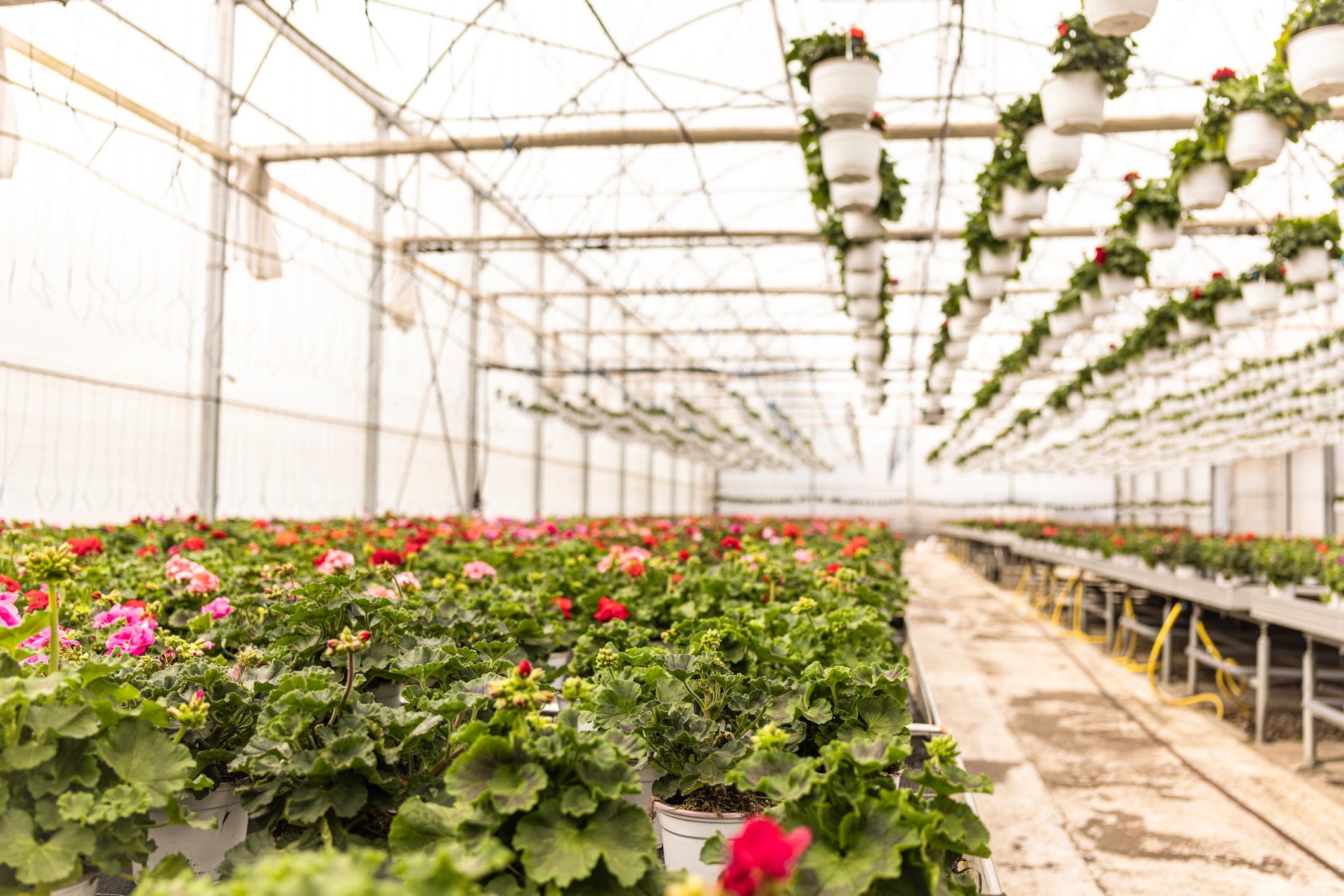 Plants growing in a controlled greenhouse environment