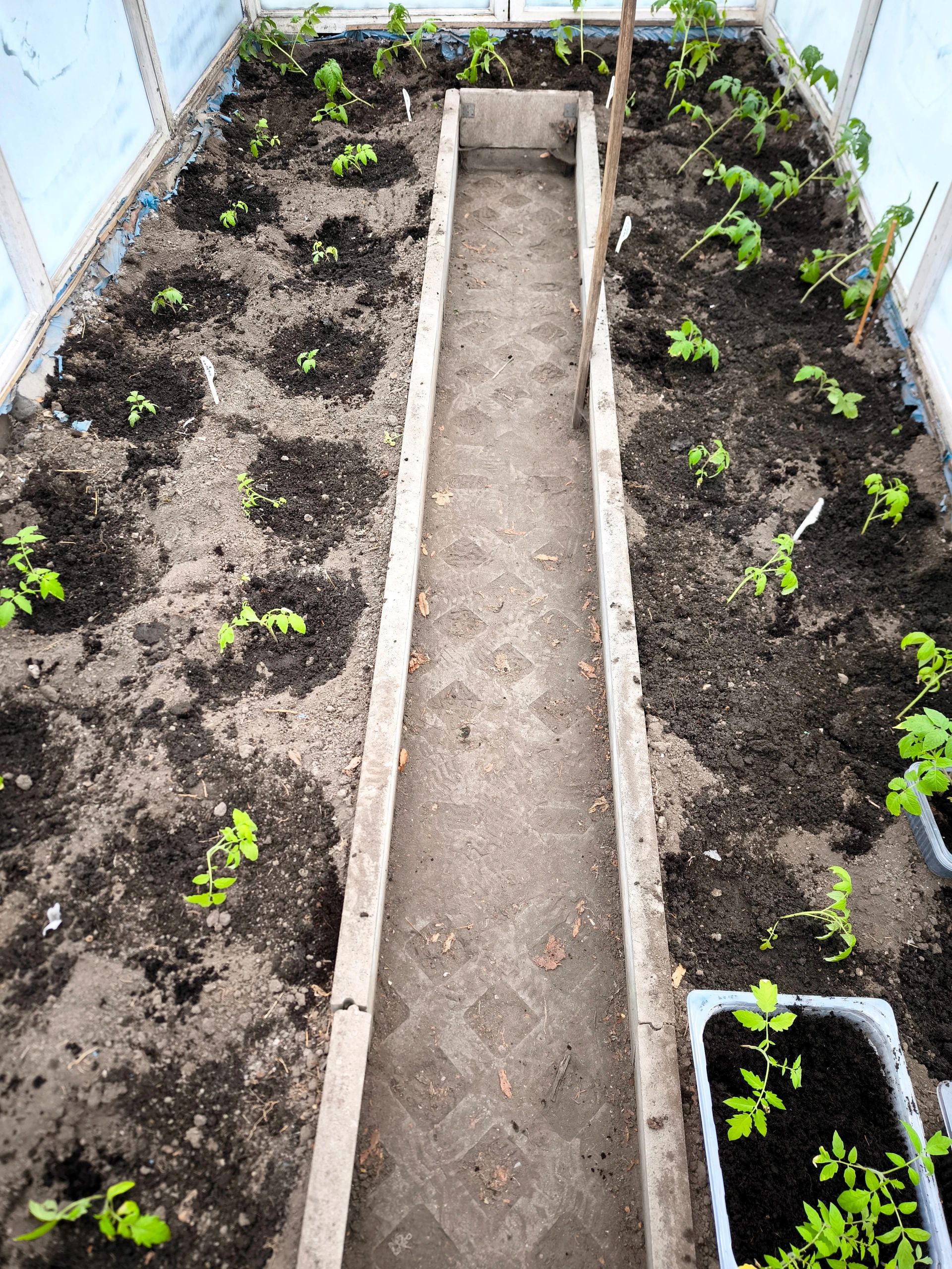 Rows of young plants growing in a greenhouse