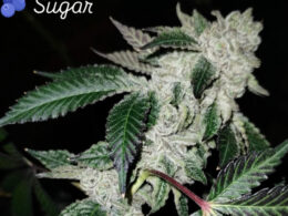 Blueberry Sugar blockhead breeder cut