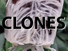 Clones