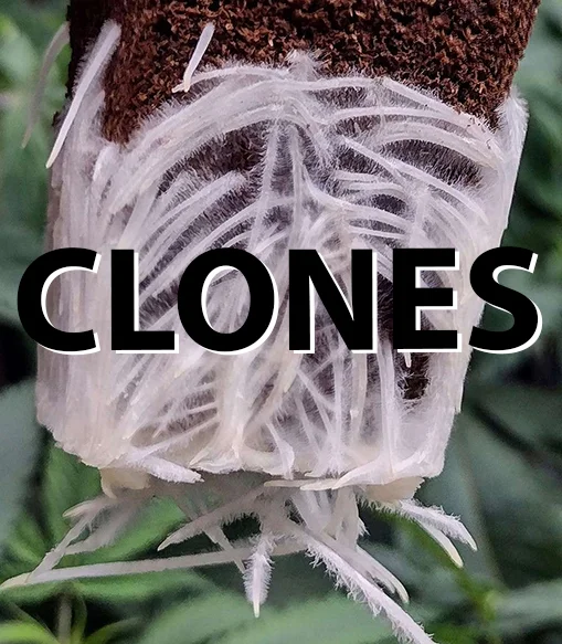 Cannazon clones collection