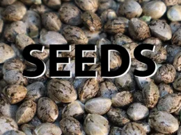 Seeds